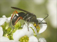 Episyron conterminus cressoni