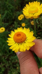 Xerochrysum bracteatum