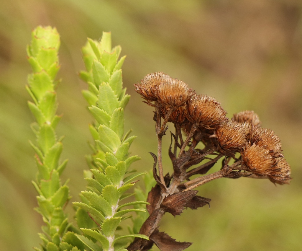 Inulanthera leucoclada