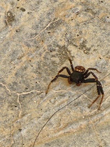 Xysticus sansan