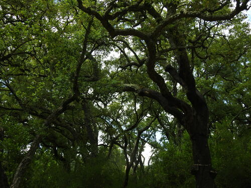 cork oak