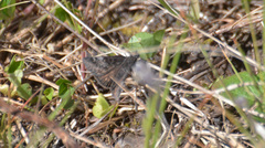 Erynnis persius