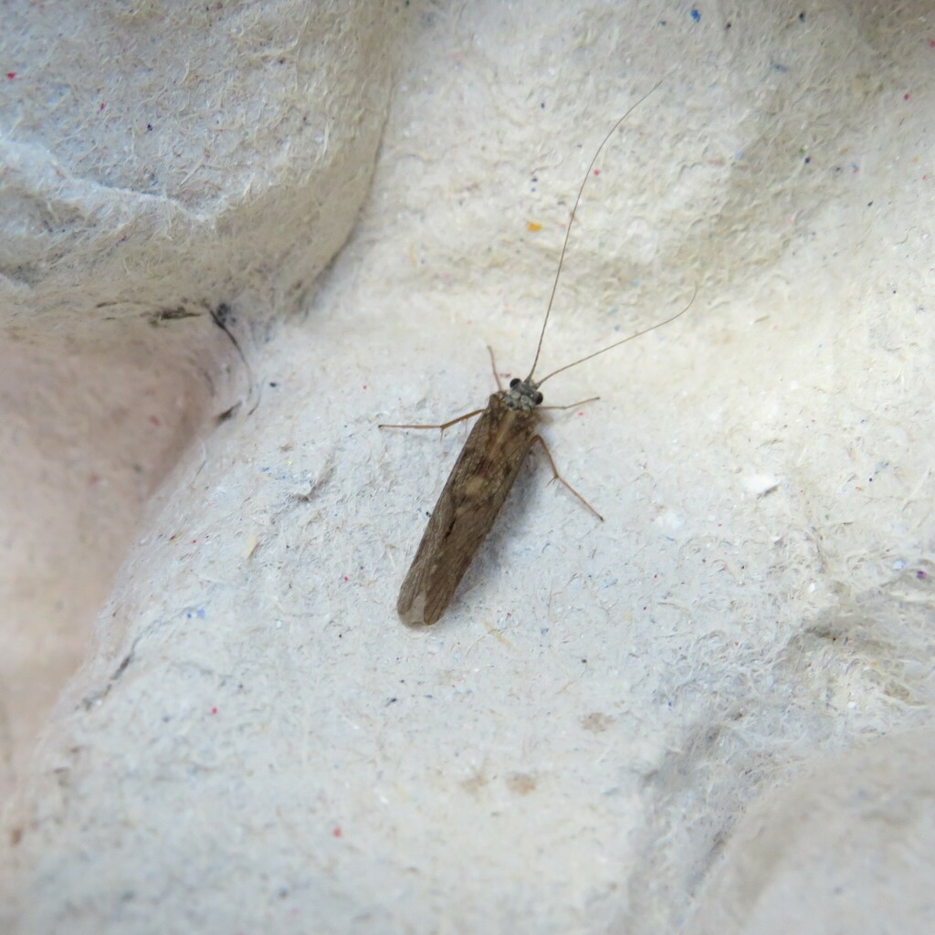 Hydropsyche from Stourbridge, UK on May 20, 2024 at 0603 AM by R