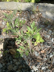 Artemisia princeps
