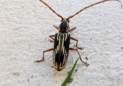 Xoanodera striata, 2024-05-20