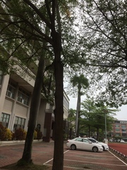 Terminalia mantaly