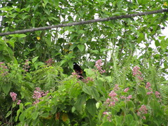 Ramphocelus passerinii