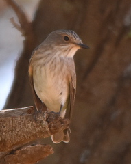 Muscicapa striata striata