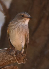 Muscicapa striata striata