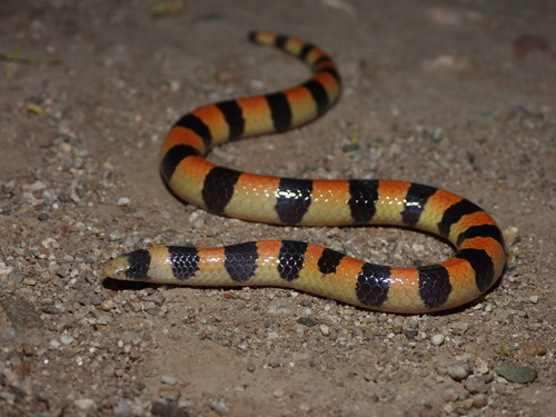 Banded Sand Snake