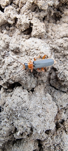 Cantharis lateralis, Lexkesveer, Netherlands, photo 3 of 10