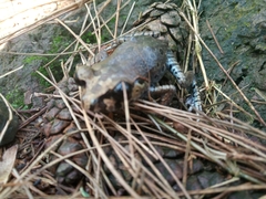 Leptobrachium hasseltii