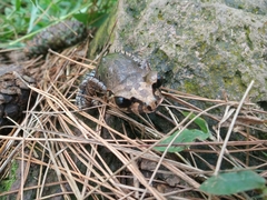 Leptobrachium hasseltii