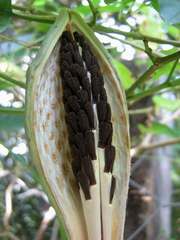 Oxypetalum harleyi