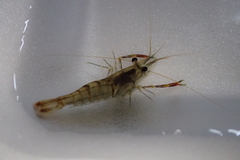 Macrobrachium lar