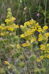 Phlomis lychnitis