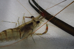 Macrobrachium lar