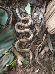 Oligodon octolineatus