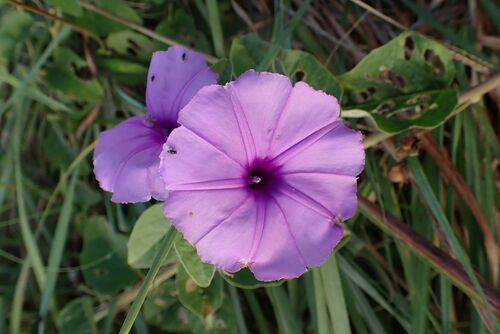 Astripomoea malvacea, photograph 4