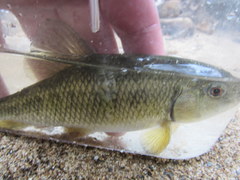 Erimyzon claviformis