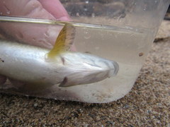 Erimyzon claviformis