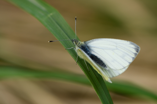 Green-veined White, Noordoostelijk van Schaarsbergen, Arnhem, Nederland, photo 7 of 10