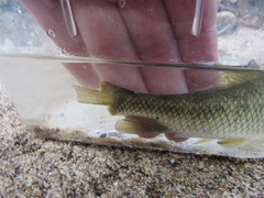 Erimyzon claviformis