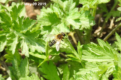 Helophilus eristaloidea