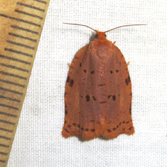 Archips rileyana
