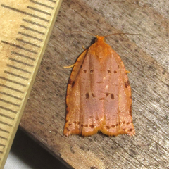 Archips rileyana