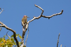 Melanerpes striatus
