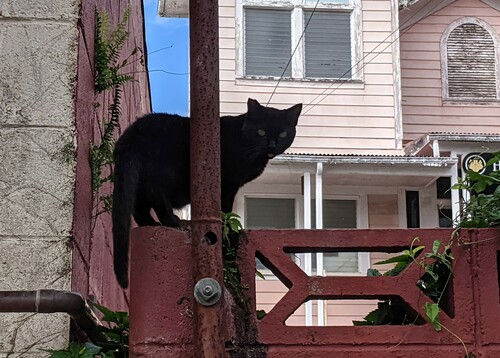 Felis catus observed 2024-05-16