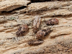 Rhypodes