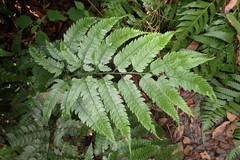 Arachniodes rhomboidea