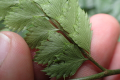 Arachniodes rhomboidea