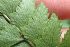 Arachniodes rhomboidea