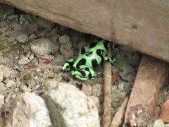 Dendrobates auratus