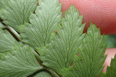 Arachniodes rhomboidea