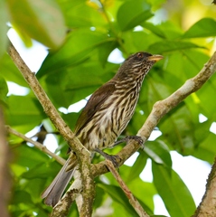 Dulus dominicus