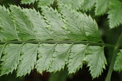 Arachniodes rhomboidea