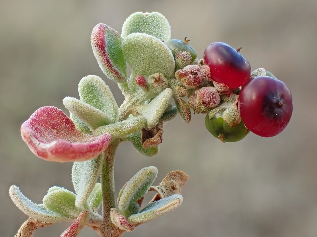 Hedge Salt-bush