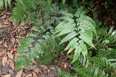 Arachniodes rhomboidea