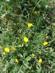 Hypecoum procumbens