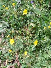 Hypecoum procumbens
