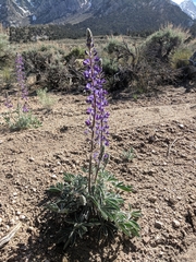 Lupinus magnificus