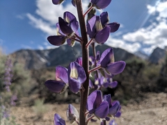 Lupinus magnificus