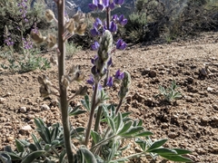 Lupinus magnificus