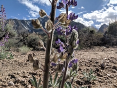 Lupinus magnificus