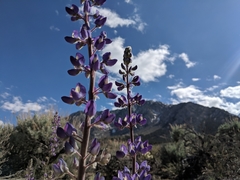 Lupinus magnificus