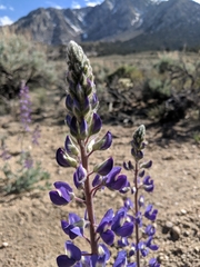 Lupinus magnificus